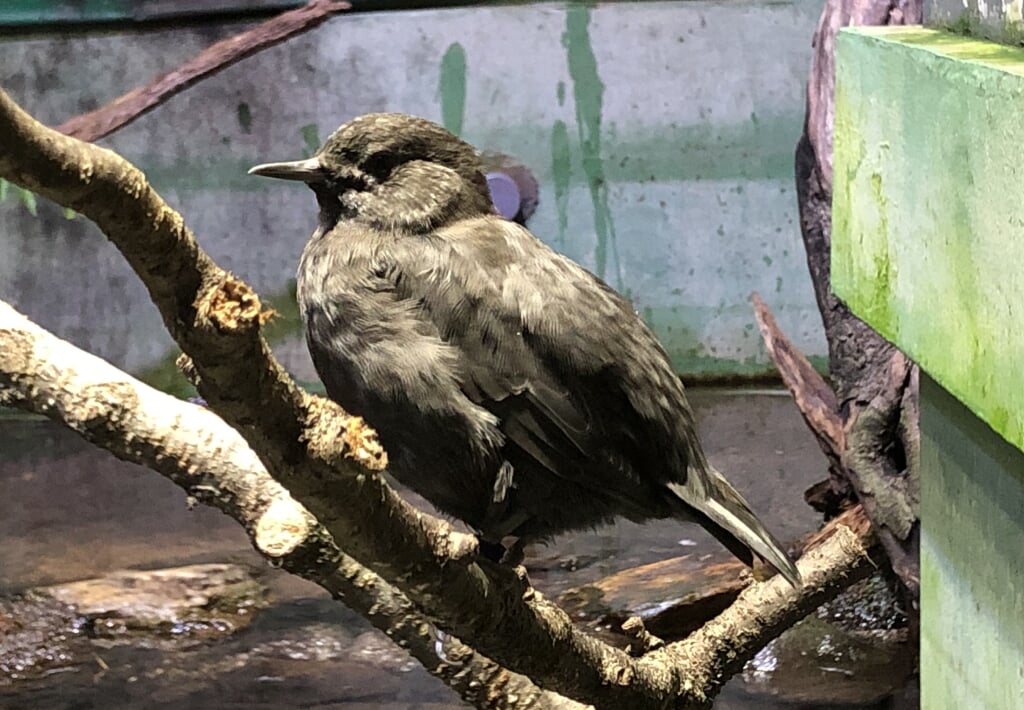 アクアマリンいなわしろカワセミ水族館の写真 ©Totti(CC BY-SA 4.0)