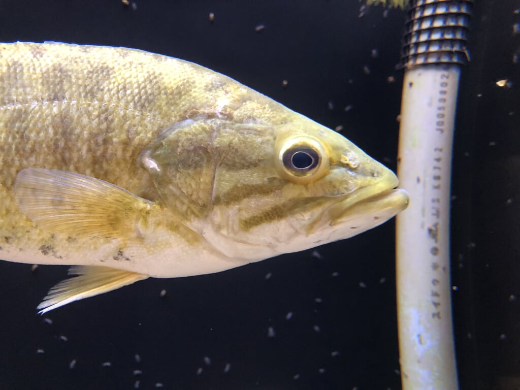 アクアマリンいなわしろカワセミ水族館の写真 ©Totti(CC BY-SA 4.0)