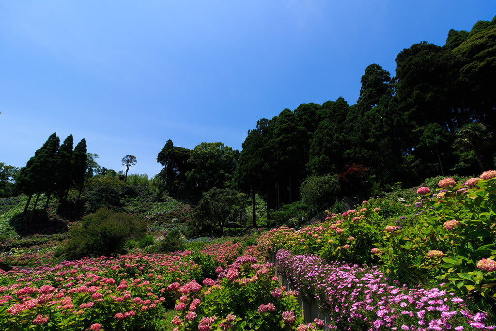 服部農園あじさい屋敷の写真 ©t.kunikuni(CC BY-SA 2.0)