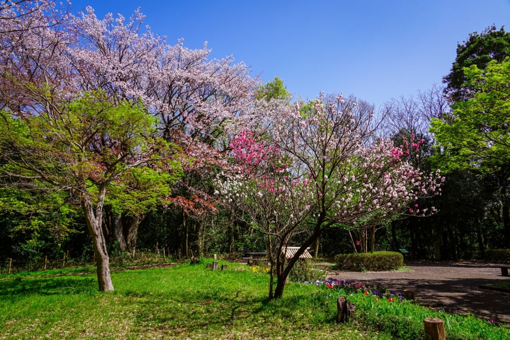 県立四季の森公園の写真 