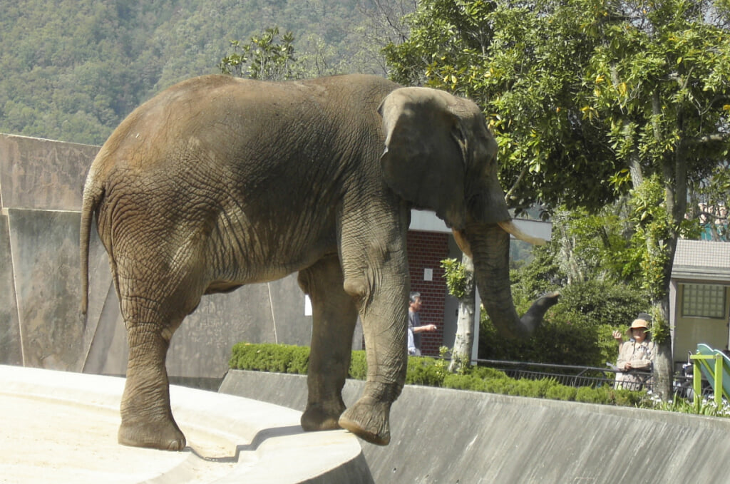 広島市安佐動物公園の写真 ©Spiegel さん https://commons.wikimedia.org/wiki/File:Hiroshima_City_Asa_Zoological_Park_2.jpg