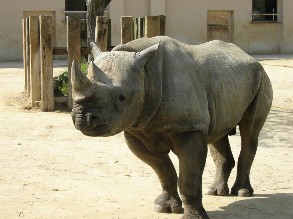 広島市安佐動物公園の写真 ©Spiegel さん https://commons.wikimedia.org/wiki/File:Hiroshima_City_Asa_Zoological_Park_3.jpg