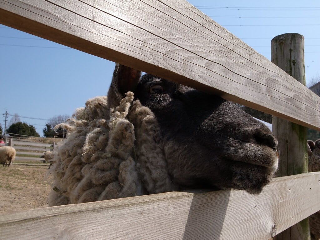 愛知牧場の写真 ©bizmac(CC BY 2.0)