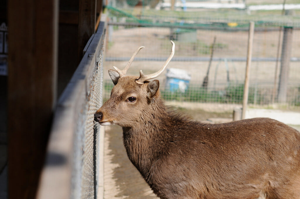 愛知牧場の写真 ©BONGURI(CC BY-ND 2.0)