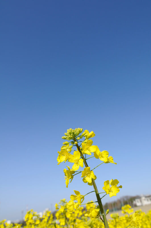 愛知牧場の写真 ©BONGURI(CC BY-ND 2.0)