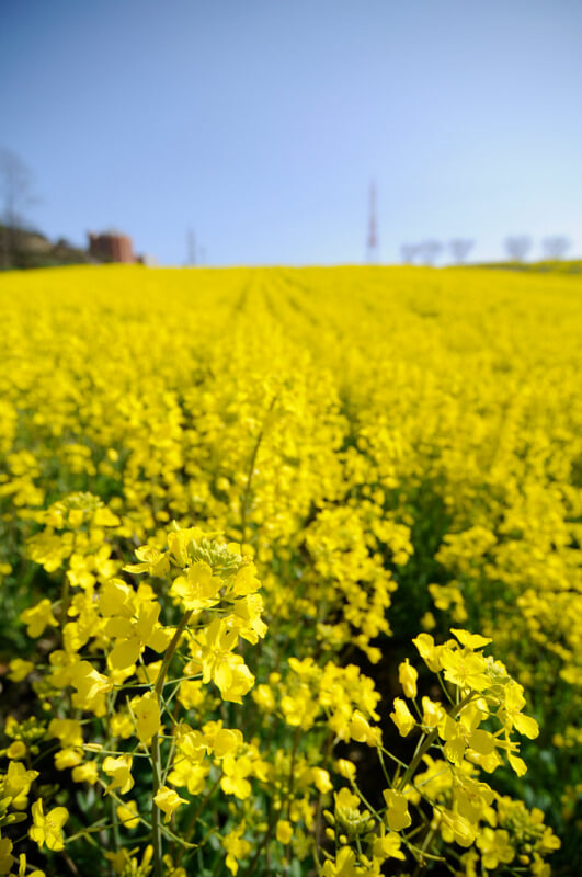 愛知牧場の写真 ©BONGURI(CC BY-ND 2.0)