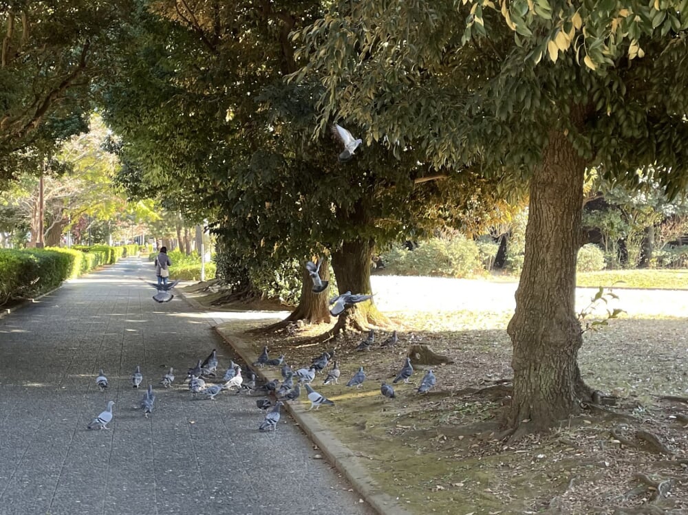 北浦和公園の写真 
