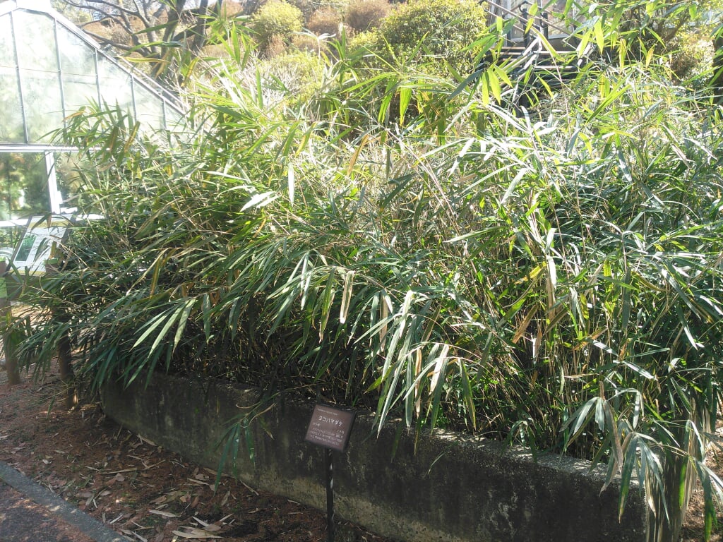 横浜市こども植物園の写真 ©妖精書士(CC0)