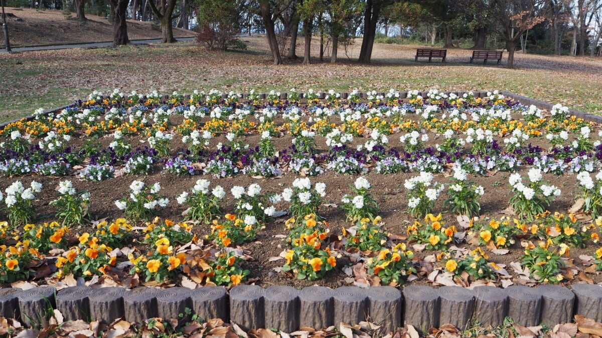 狭山稲荷山公園の写真 