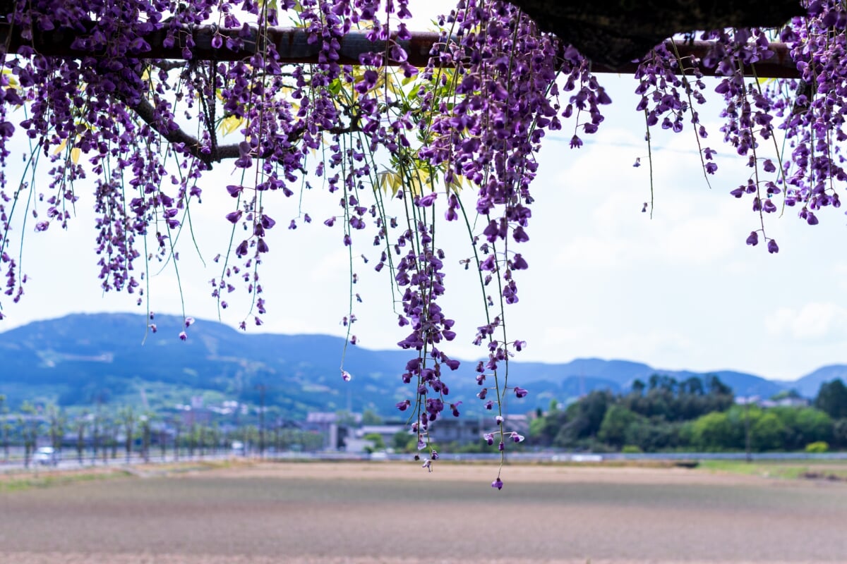 嬉野総合公園(みゆき公園)の写真 