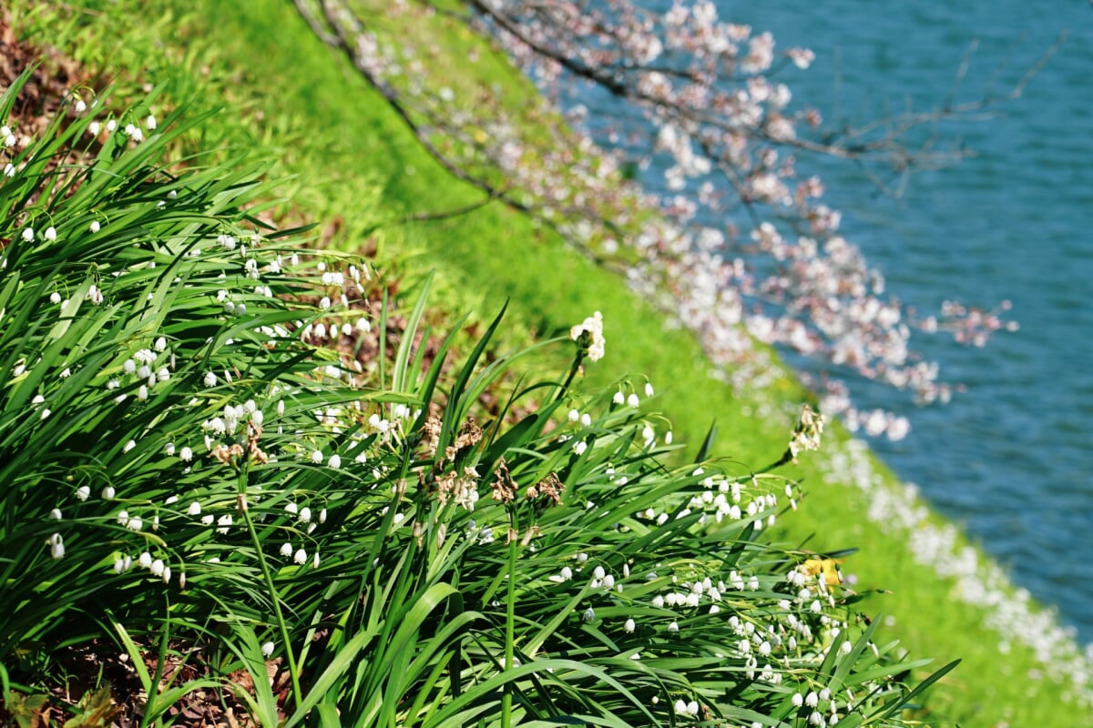 千鳥ケ淵公園の写真 