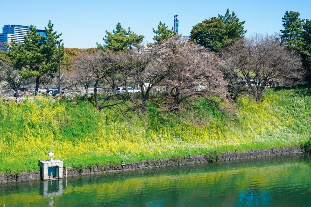 千鳥ケ淵公園の写真 