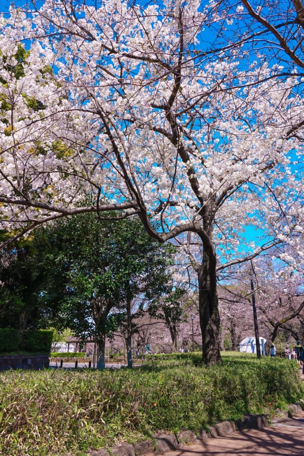 千鳥ケ淵公園の写真 