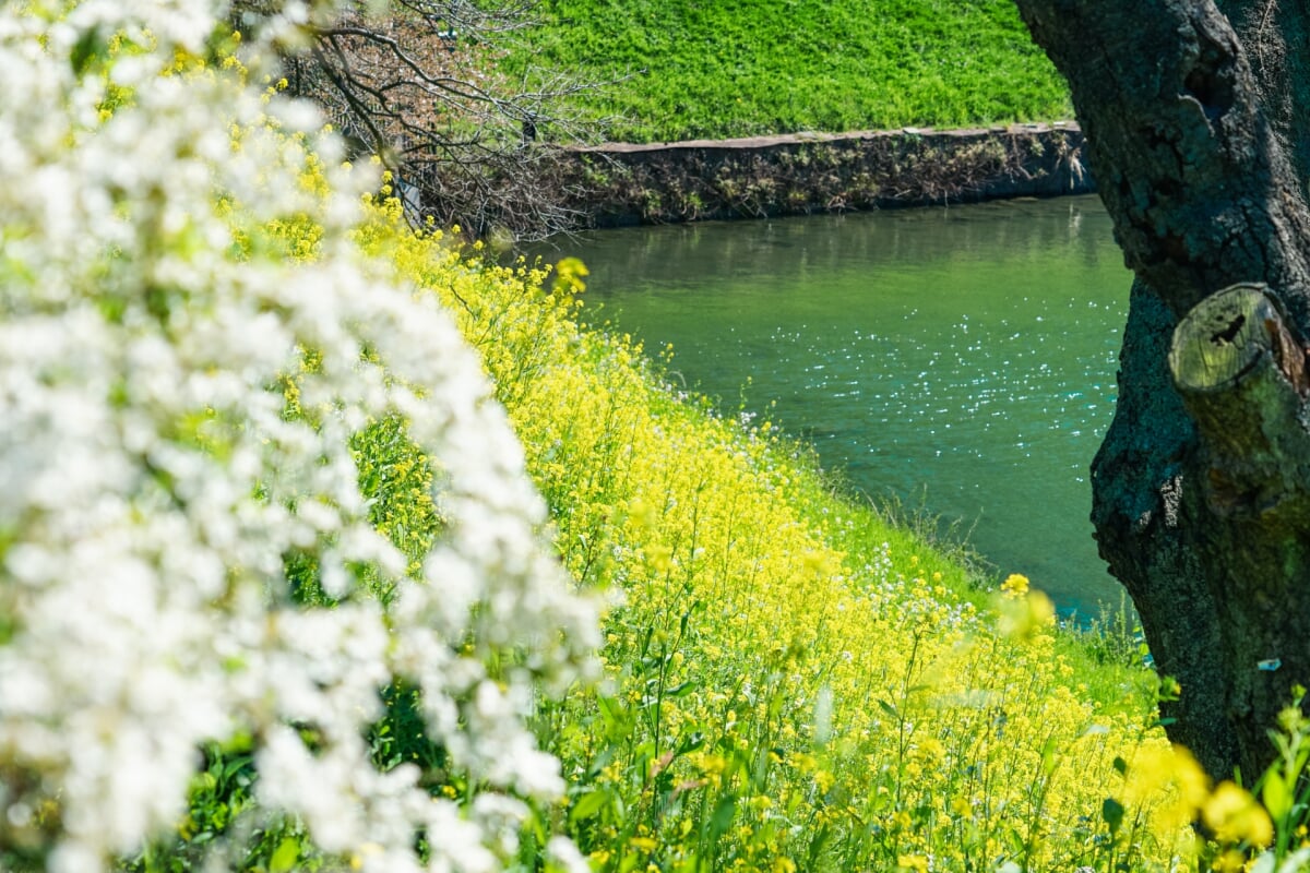 千鳥ケ淵公園の写真 