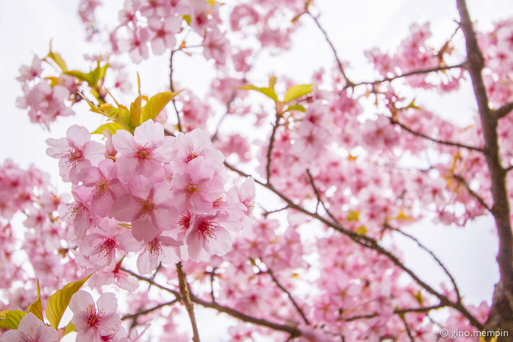 松田山ハーブガーデンの写真 ©ginomempin(CC BY-ND 2.0)