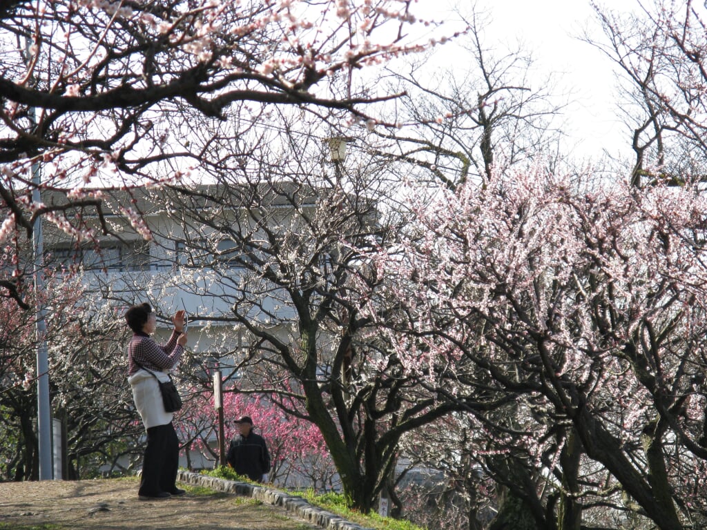 枚岡公園の写真 ©KENPEI(CC-BY-SA-3.0)