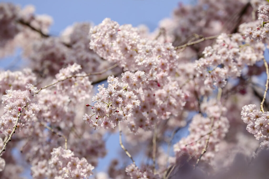 弘前城の写真 ©bryan...(CC BY-SA 2.0)