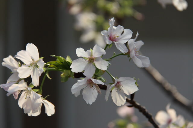 神奈川県立大船フラワーセンターの写真 ©城田貢(CC BY-SA 3.0)