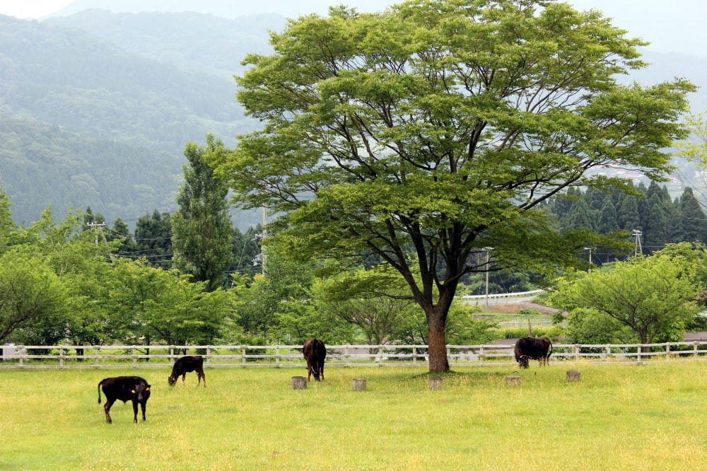 兵庫県立 但馬牧場公園の写真 ©流しのインストーラ(CC BY-SA 4.0)