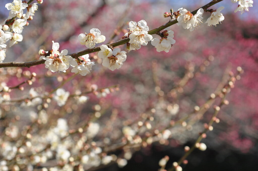 梅園公園の写真 ©yellow_bird_woodstock(CC BY-SA 2.0)