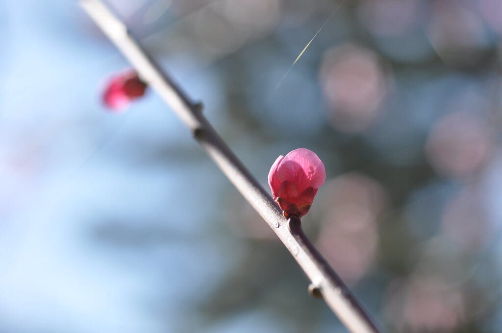 梅園公園の写真 ©yellow_bird_woodstock(CC BY-SA 2.0)