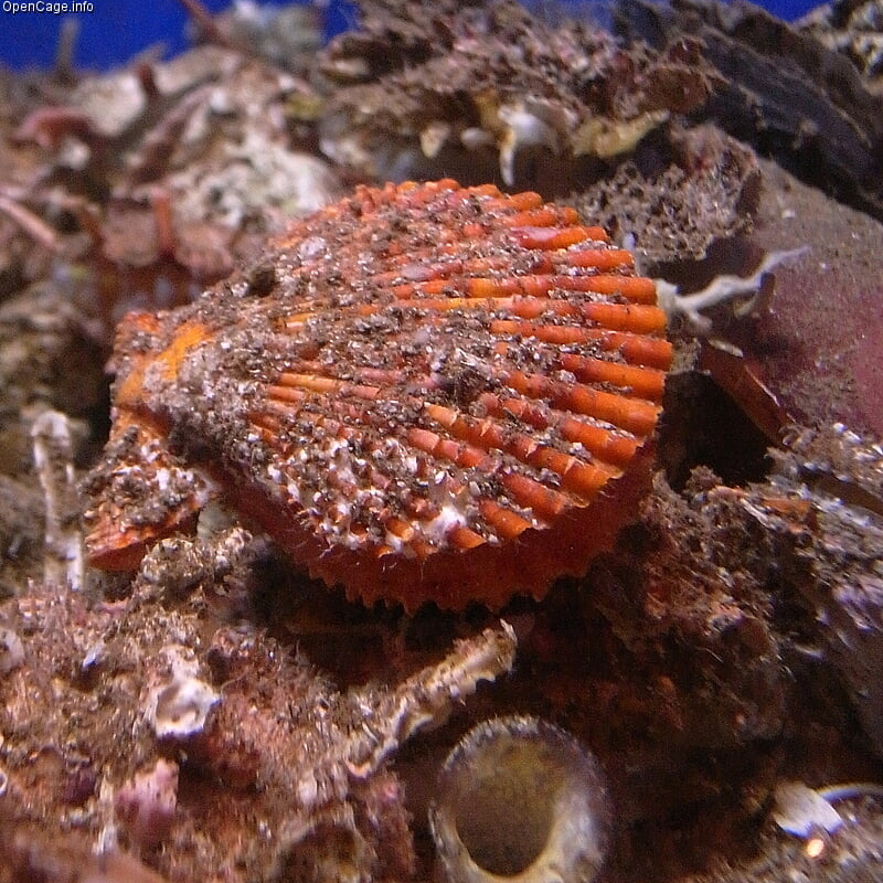 京都大学 白浜水族館の写真 ©OpenCage Systems https://commons.wikimedia.org/wiki/File:%E3%83%92%E3%82%AA%E3%82%A6%E3%82%AE%E3%82%AC%E3%82%A4_(%E6%A1%A7%E6%89%87%E8%B2%9D%E3%80%81Noble_scallop)_Chlamys_nobilis3.jpg