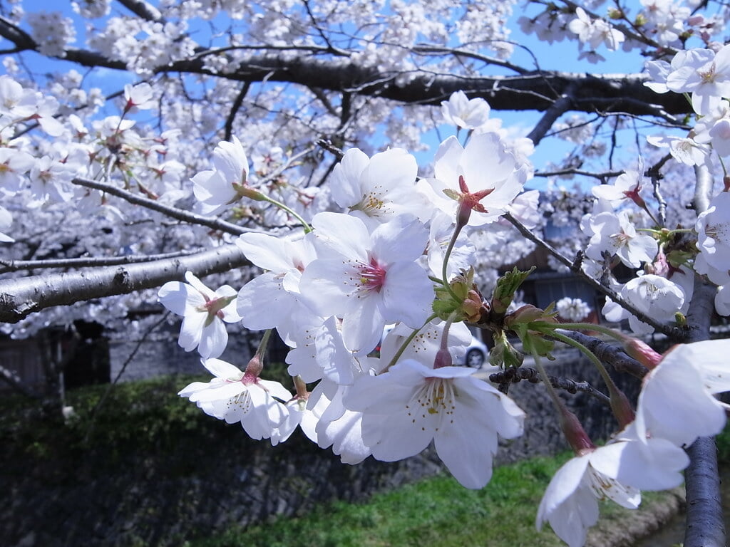 一の坂川の写真 ©kagawa_ymg(CC BY 2.0)