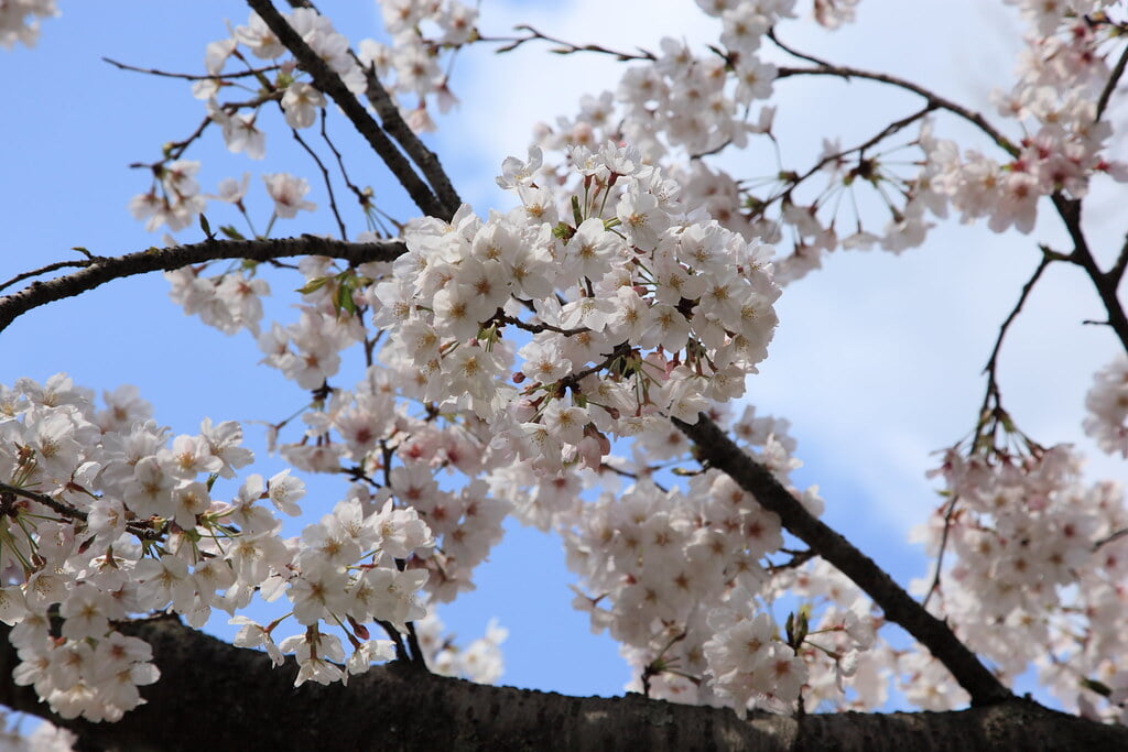 小城公園の写真 ©gtknj(CC BY 2.0)