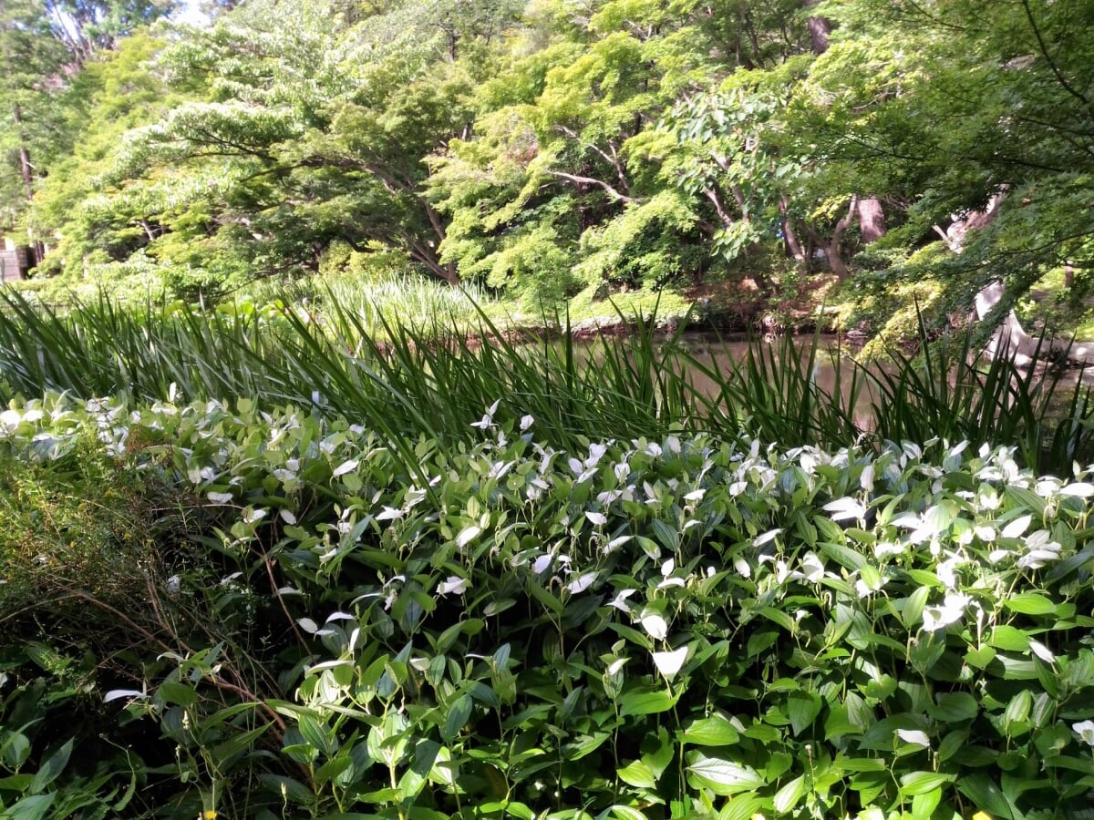 御殿山庭園の写真 