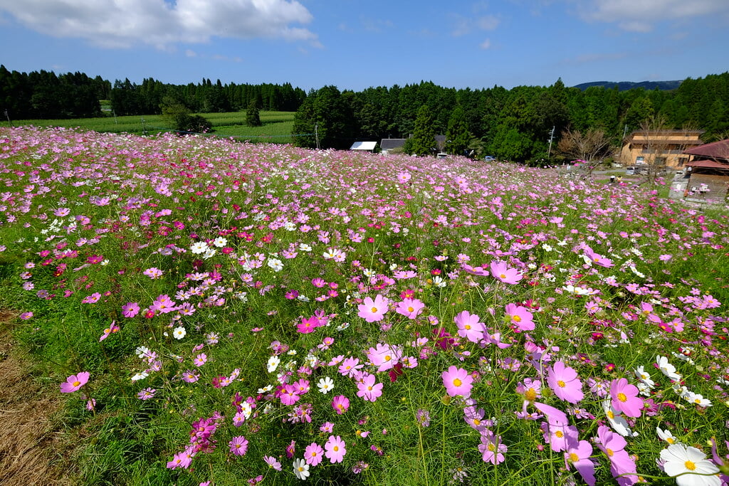 上場高原の写真 ©gtknj(CC BY 2.0)