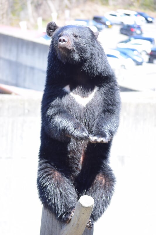 くまくま園の写真 