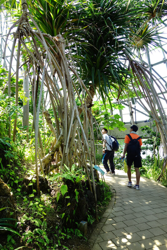 夢の島熱帯植物館の写真 ©t-miki(CC BY-ND 2.0)