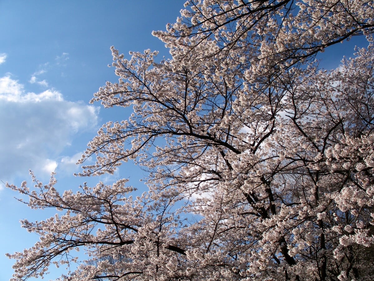 嘉多山公園の写真 