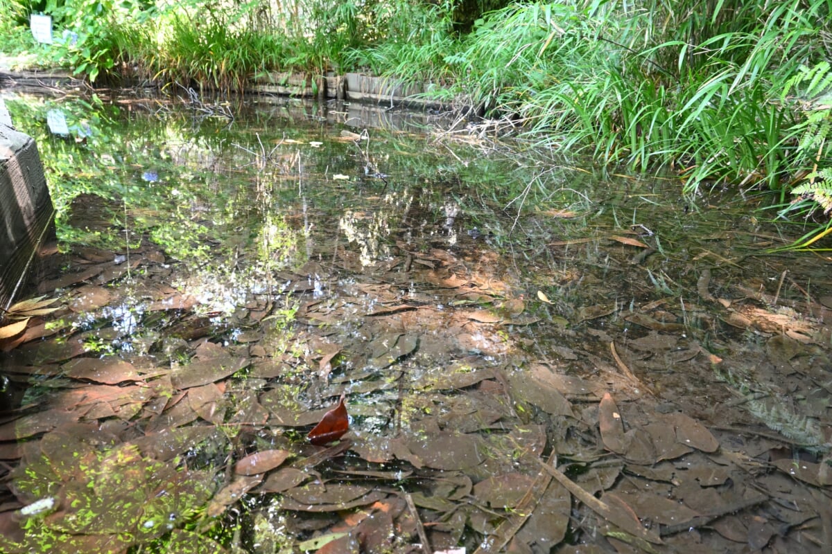 田園調布せせらぎ公園の写真 