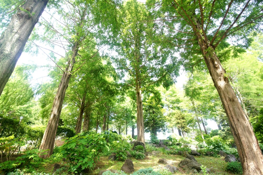 相模原北公園の写真 