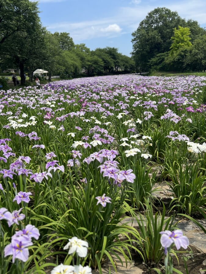 赤堀花しょうぶ園の写真 