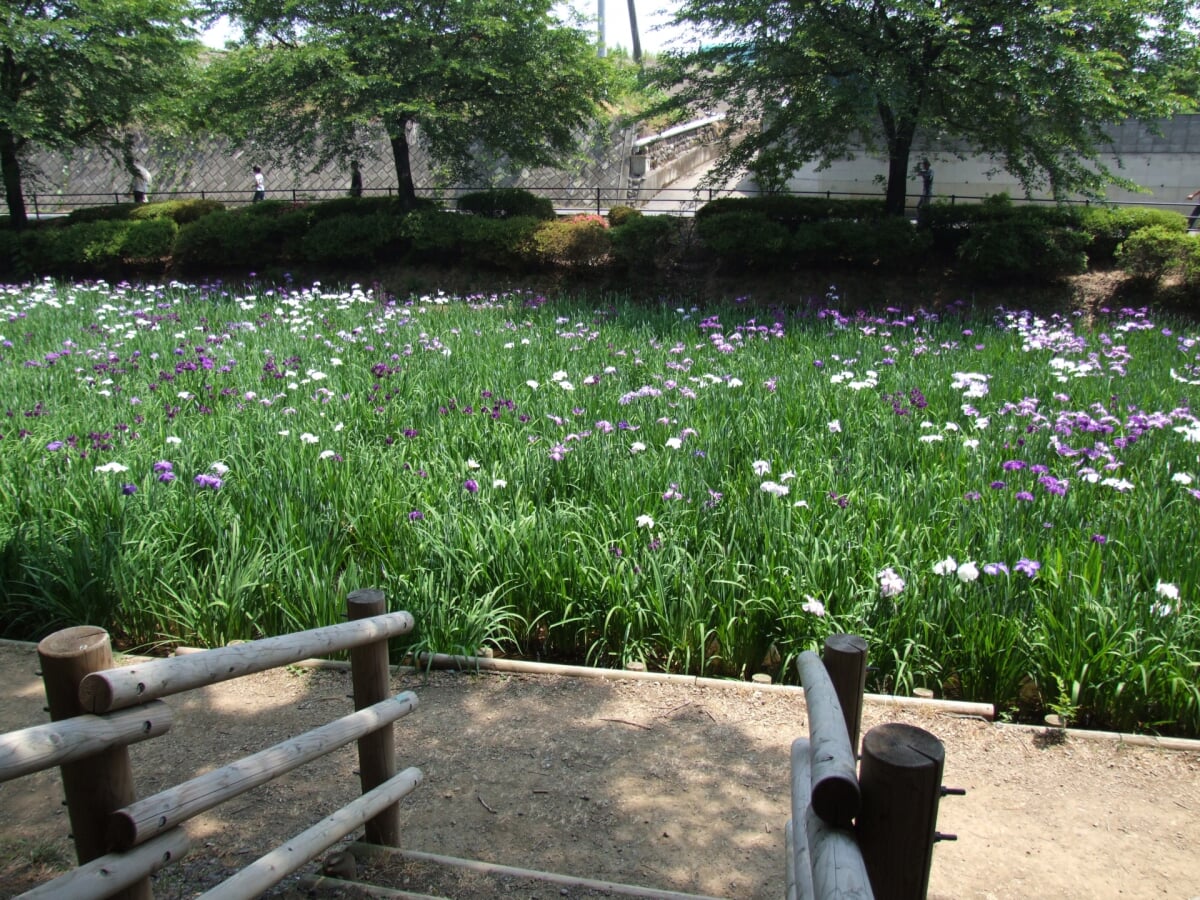 赤堀花しょうぶ園の写真 