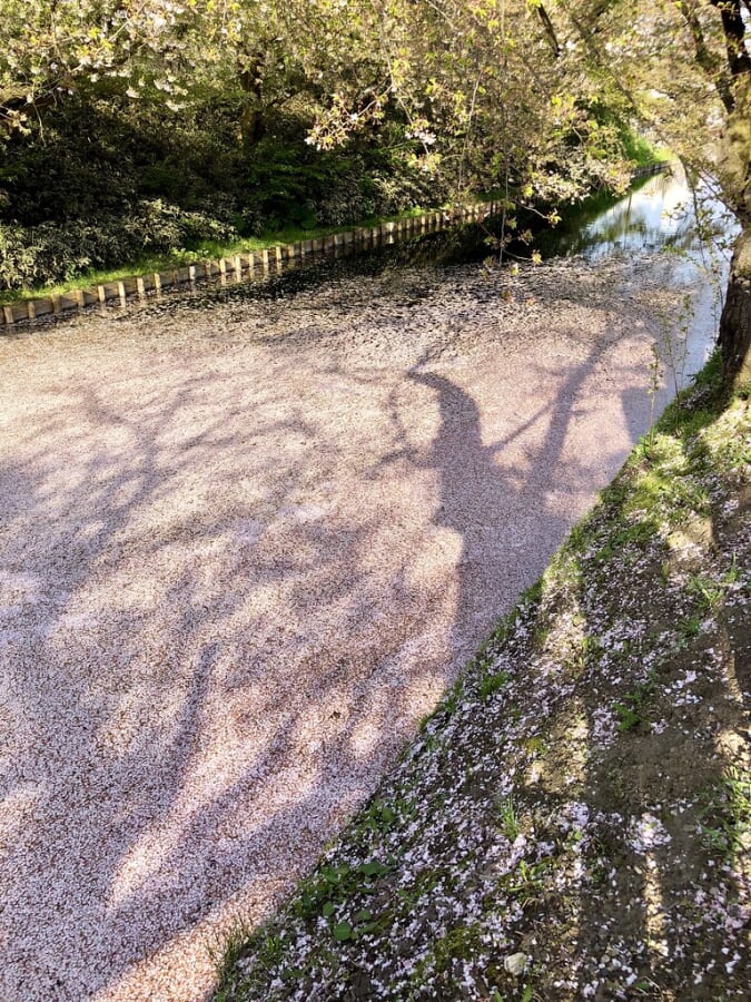 弘前公園の写真 ©bryan...(CC BY-SA 2.0)