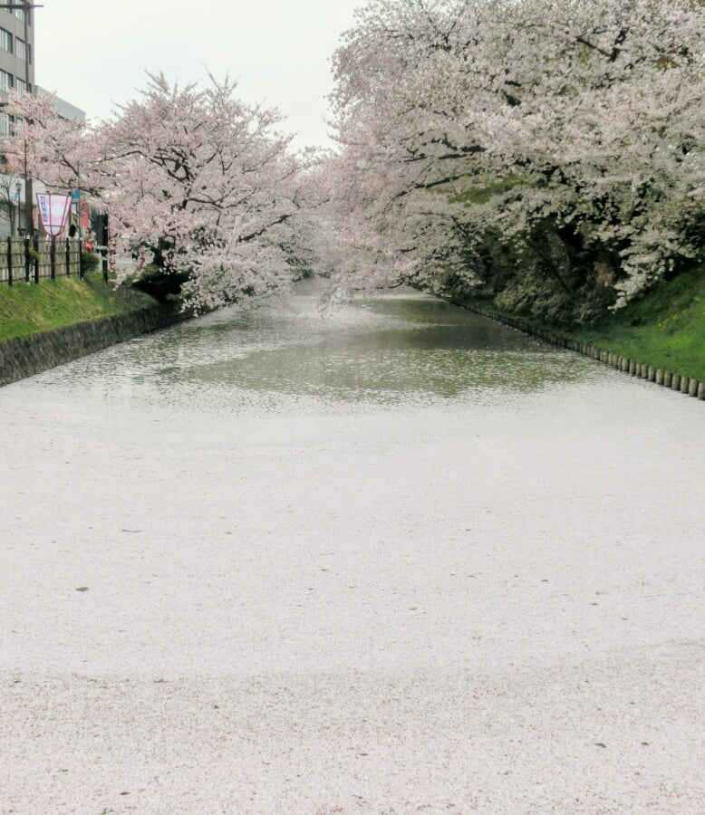 弘前公園の写真 ©Kaburamata(CC0)