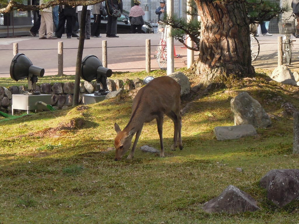 奈良国立博物館の写真 ©Oreikaruko(CC BY-SA 3.0)