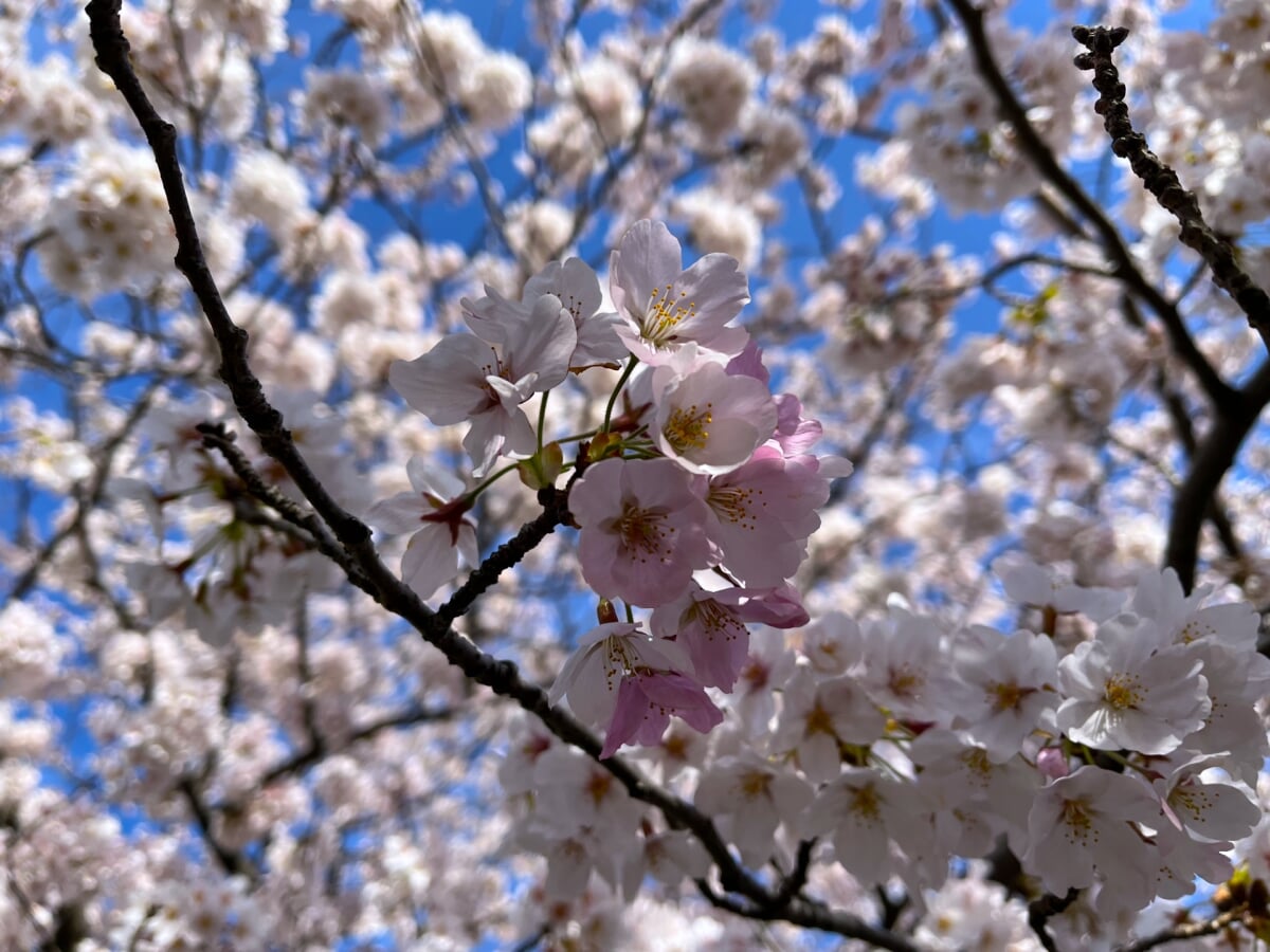 九華公園(桑名城跡)の写真 