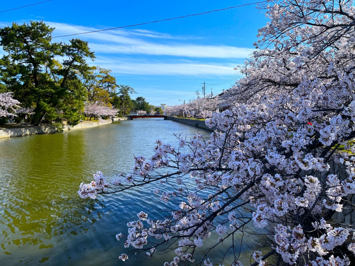 九華公園(桑名城跡)の写真 