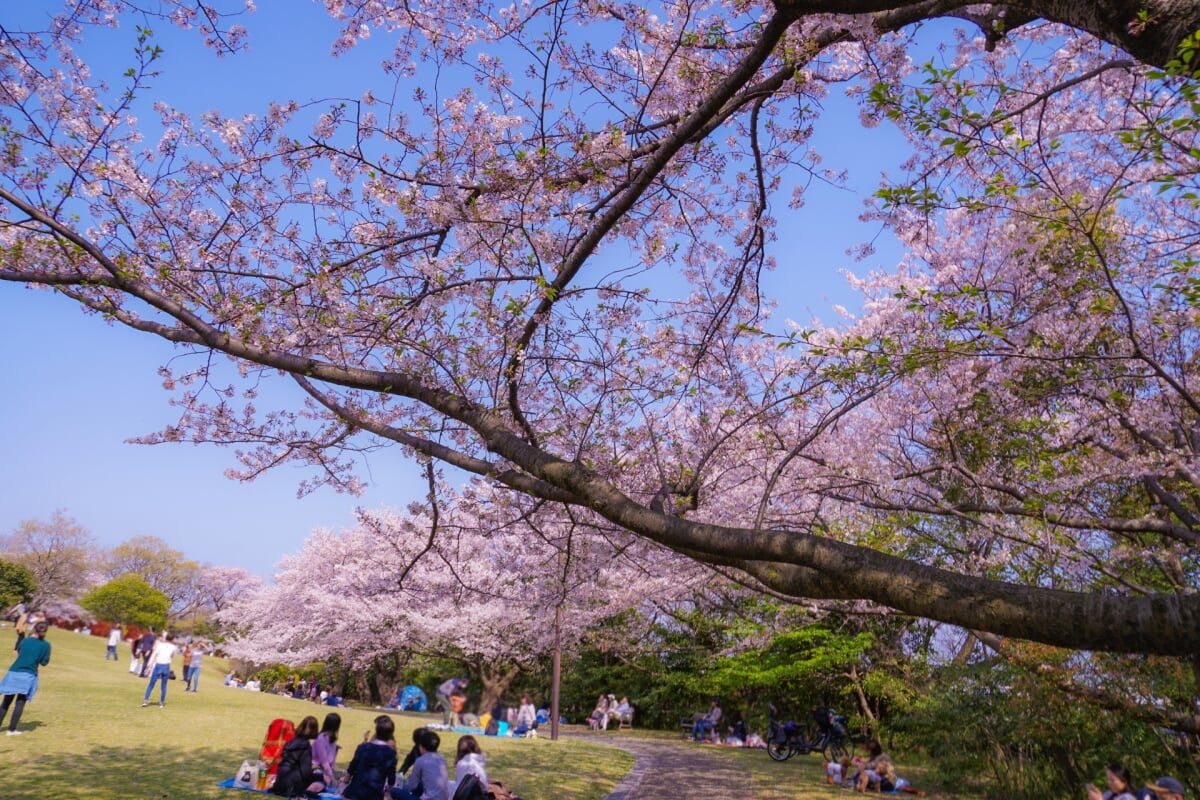 本牧山頂公園の写真 