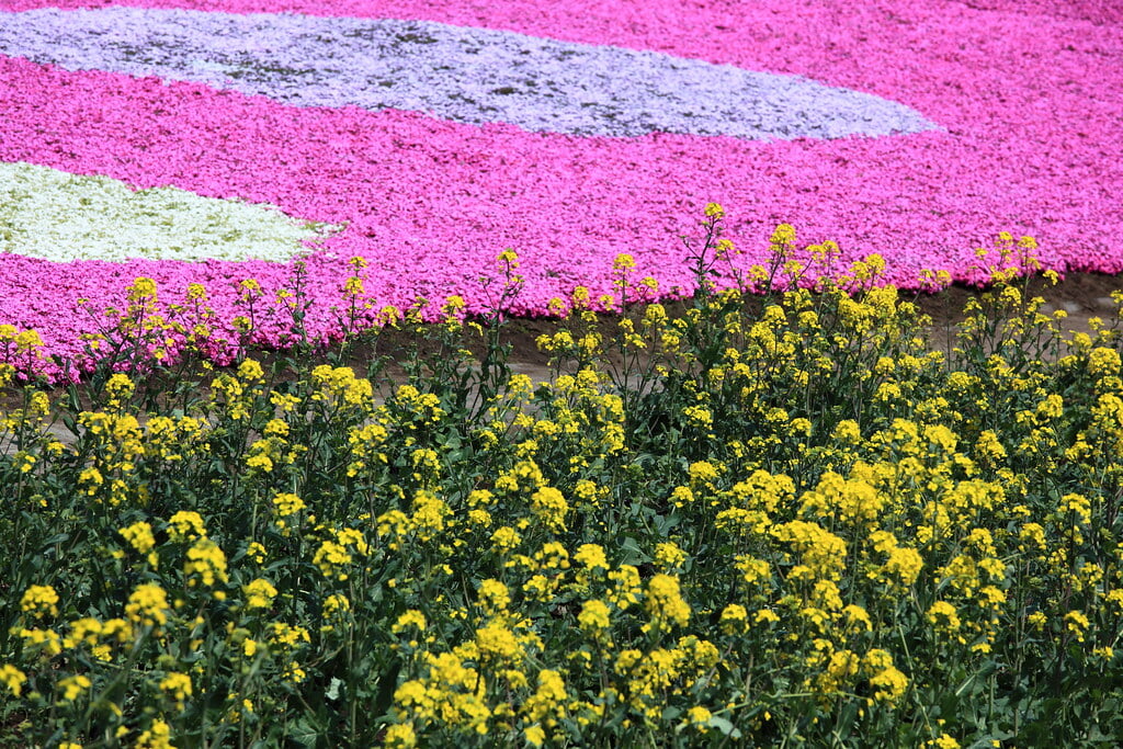 鼻高展望花の丘の写真 ©TANAKA Juuyoh (田中十洋)(CC BY 2.0)