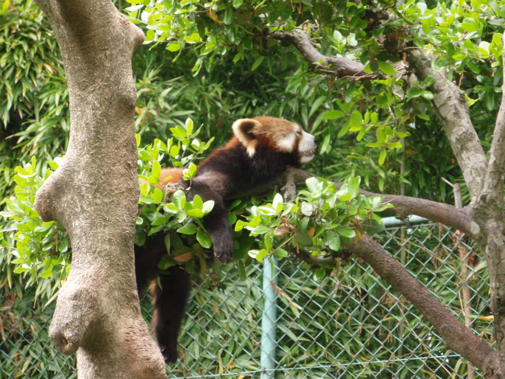 鯖江市西山動物園の写真 ©Tomomori(CC BY-SA 3.0)