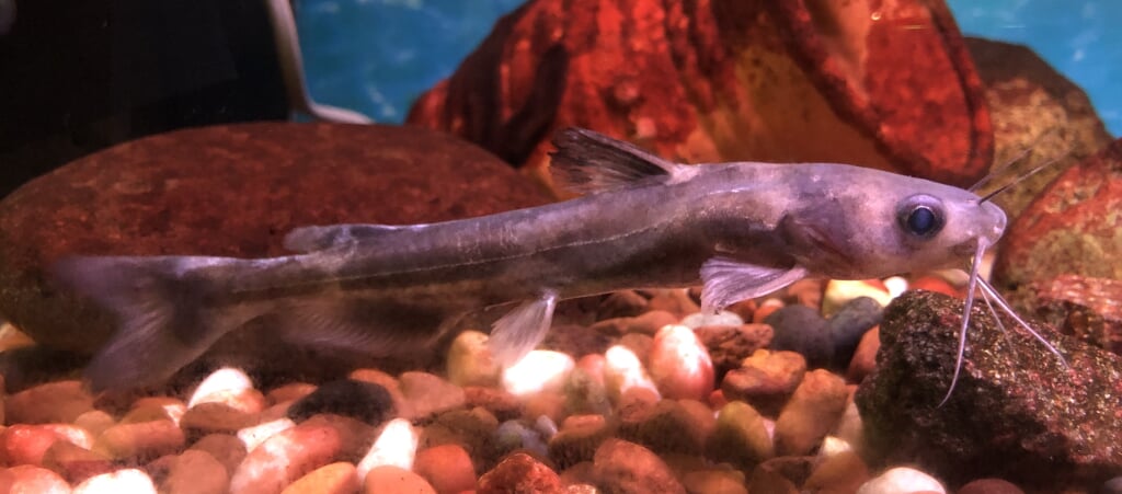 高千穂峡淡水魚水族館の写真 ©Totti(CC BY-SA 4.0)