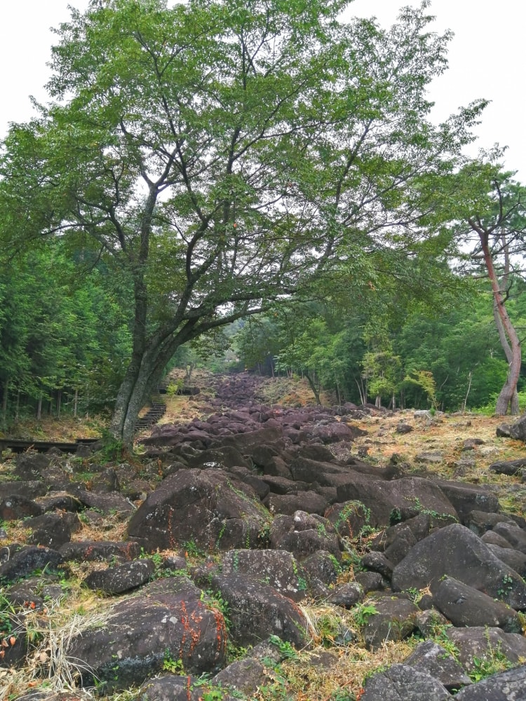 フォレストパーク神野山の写真 