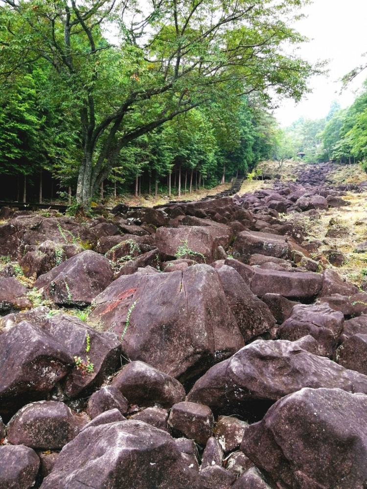 フォレストパーク神野山の写真 
