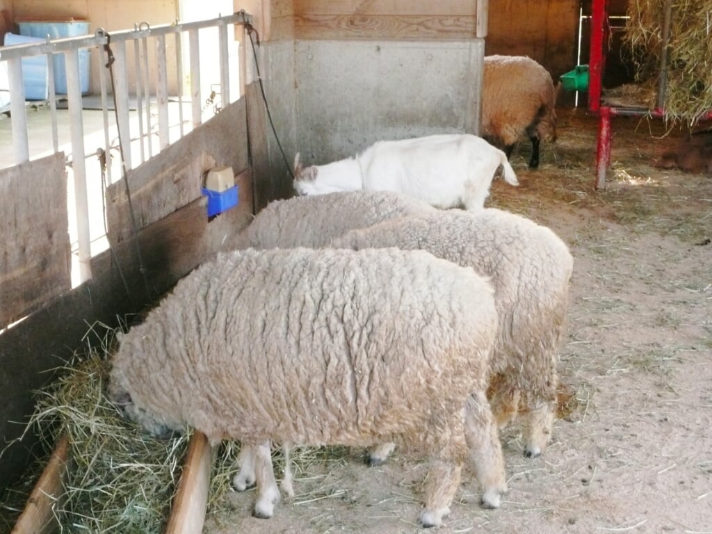 京都府畜産技術センター 碇高原牧場の写真 
