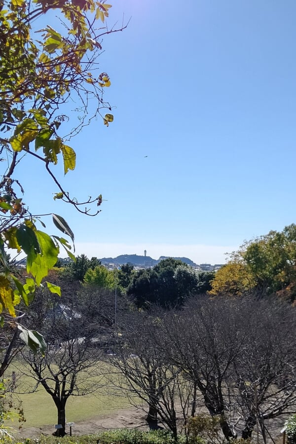 長久保公園都市緑化植物園の写真 